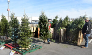 Christmas tree lots decrease this season